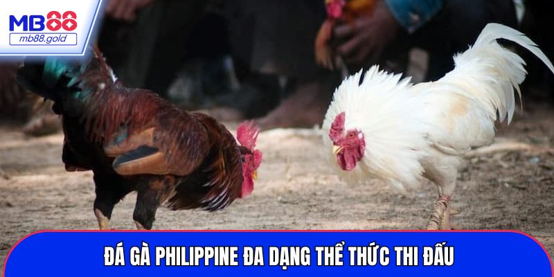 Đá gà philippine đa dạng thể thức thi đấu