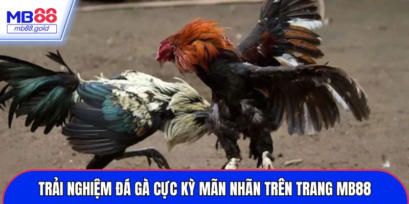 Trải nghiệm đá gà cực kỳ mãn nhãn trên trang MB88