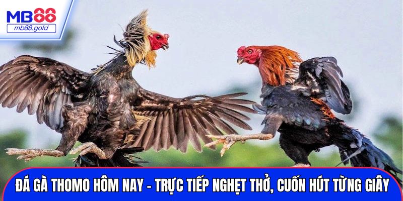 Đá gà thomo hôm nay